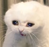 cryingaryan
