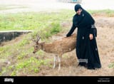 muslim-woman-patting-one-of-the-habituated-spotted-dear-that-walk-H5J6WT