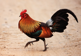 Red_jungle_fowl