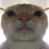 56738679