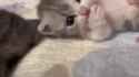 1730479452014749_thumb.jpg