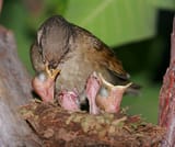 birds