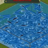 whale