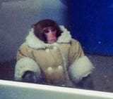 ape