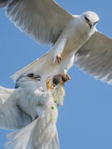 white-tailed-kite