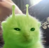 Alien cat 4