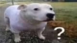 fragezeichenshitbull