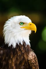 green eyes