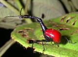 Giraffe-Weevil-1707573629