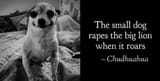 smalldog