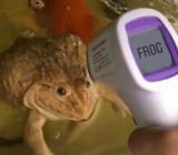 le_frog
