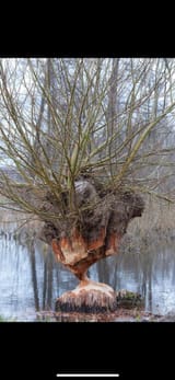 Beaver willow