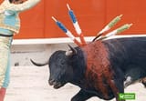 SpanishKillsBull