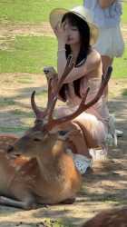 Feeding Deer at Nara Park! 🌿☀️ Summer Fun &amp; Cute Reactions_thumb.jpg