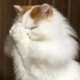 kot_wai6