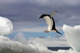 cute jumping arctic penguin