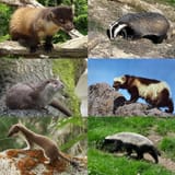 Mustelidae-01