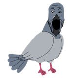 pigeon