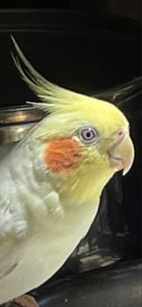 w6gxnbdoqx6f1