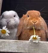 rabbit