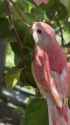 birb_thumb.jpg