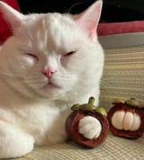 mangosteen_kot