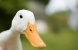 istockphoto-157187144-612x612