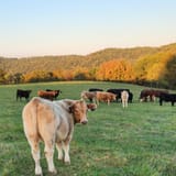 cows