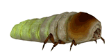 grub