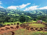 Alegria-Farm-Progress
