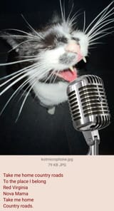 Cat singing