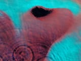 pink-floyd-meddle-