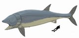 Leedsichthys_problematicus