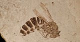 Paleovespa-Eocene-Florissant_Colorado-2000px-111980755