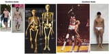 Body types