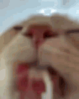 cat_ lick2