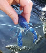 blue-yabby-3