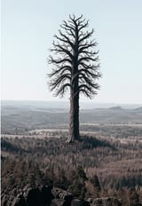ICHWEISSNICHTWASWÄLDERBEDEUTEN