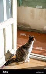 tabby-and-white-cat-sunbathing-sitting-by-an-open-door-GPA0X3