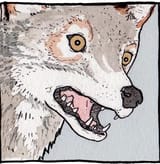 wolf_shock