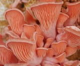 20210628_Pleurotus_djamor_1