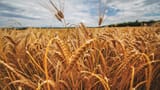 s8BFpaSQy-nature-plants-landscape-clouds-field-grain-wheat-yellow-1595391