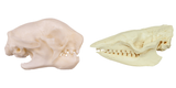 Pale-Throated Three-Toed Sloth Skull &amp; Six-Banded Armadillo Skull