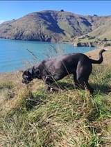 dogberg1
