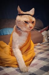 kot_monk2