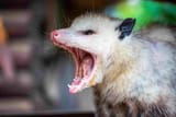 opossum-with-teeth-getty