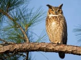 Great-horned-owl-Shutterstock_2