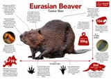 Updated-beaver-bology-poster-for-web-scaled