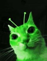 Alien cat