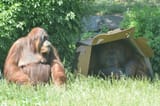 orang homeless